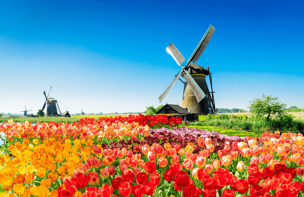 Keukenhof in cvetoča polja tulipanov