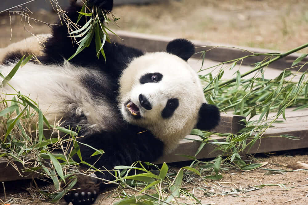 panda